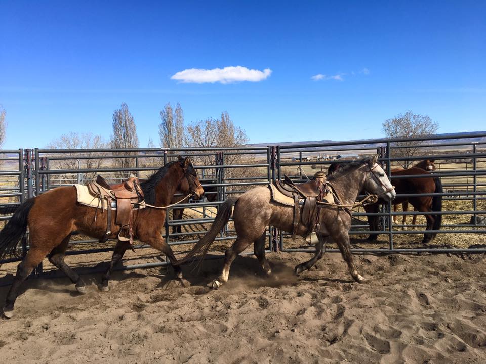 Two wild horses in a round pen with saddles. 