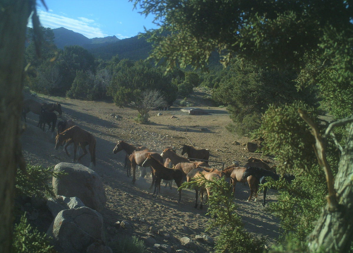 Wild horses in poor condition waiting to drink from trough at Deer Springs_July2020