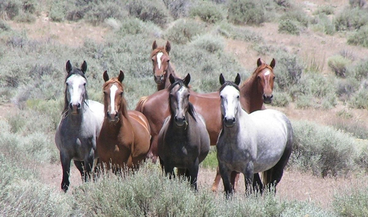 Diamond Complex Wild Horses on the Range