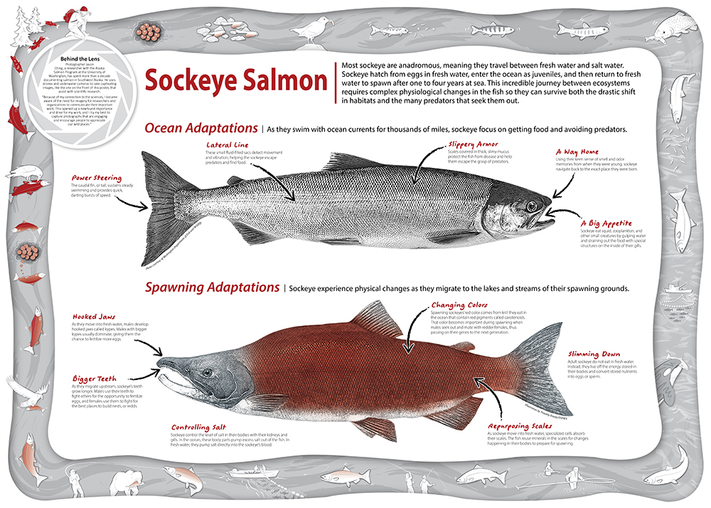 Sockeye Salmon (Oncorhynchus nerka) - Species Profile