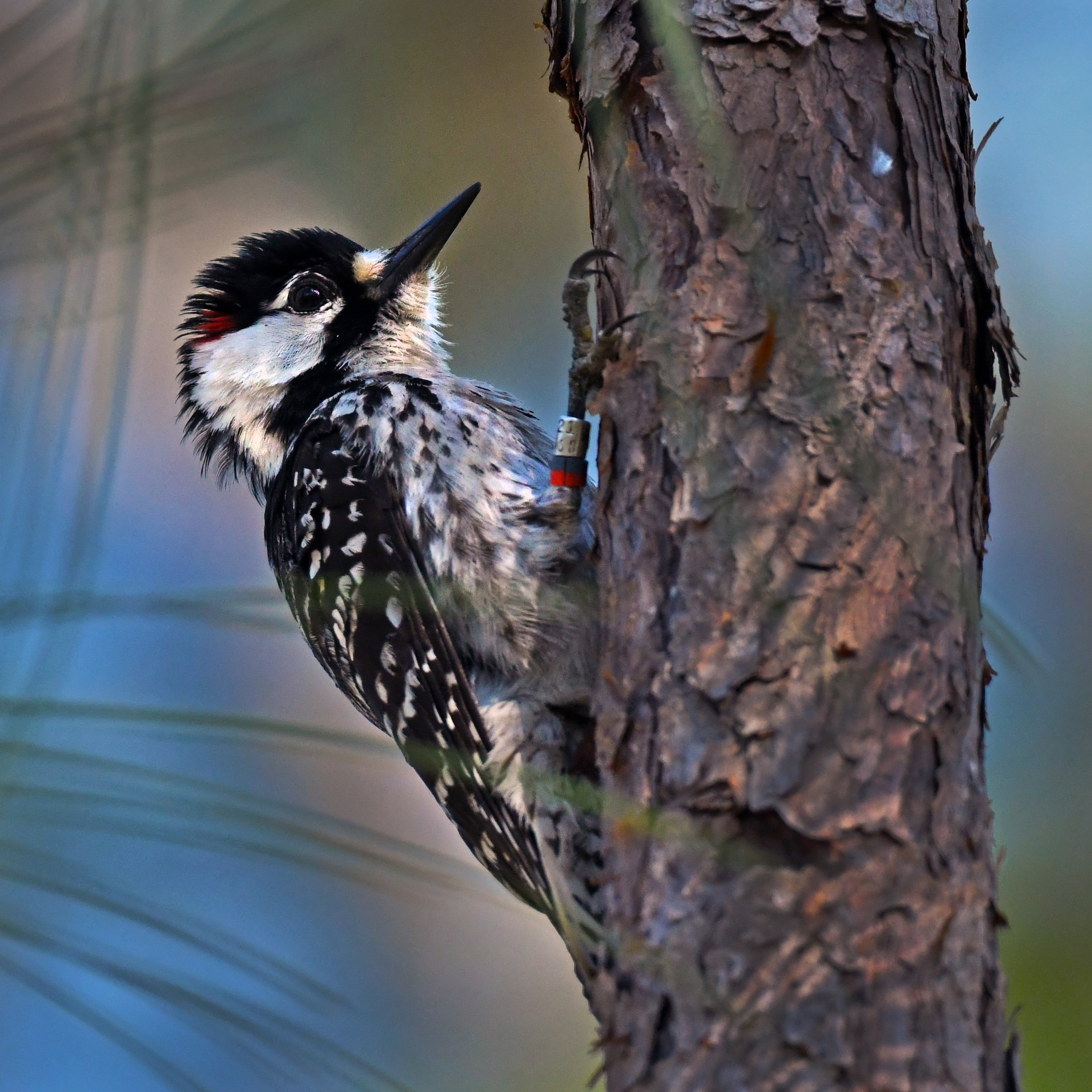In Florida, BLM, U.S. Fish & Wildlife Service use fire to save an endangered woodpecker episode artwork