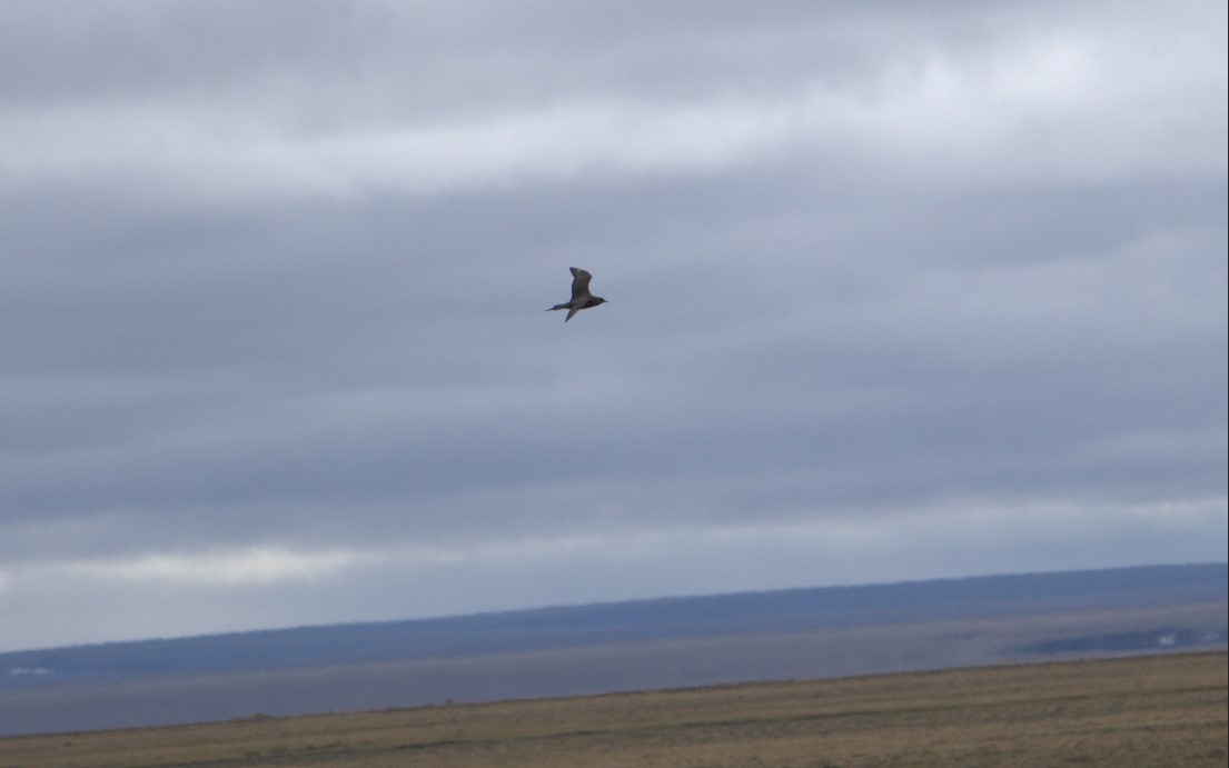 BLM uses acoustic bird monitoring to learn more about bank swallows in Alaska episode artwork