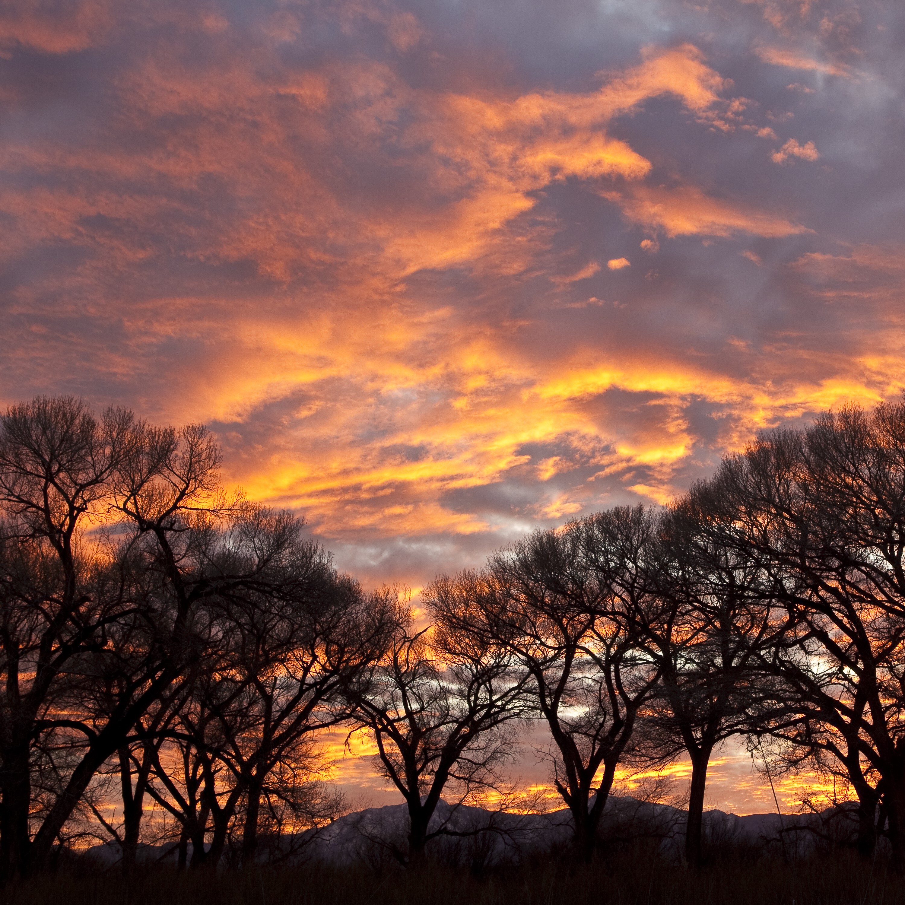 Sentinel Landscapes initiative in Arizona brings agencies and landowners together on common goals episode artwork