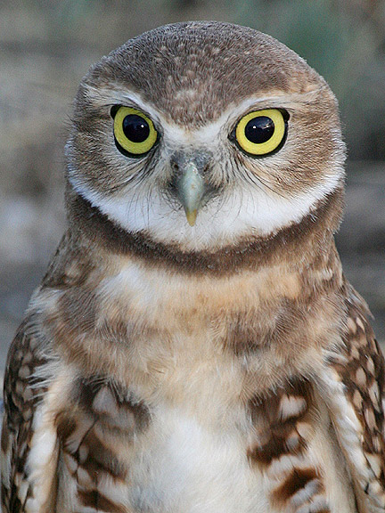 BLM and Raptor Inventory Nest Survey seek volunteers | Bureau of Land ...