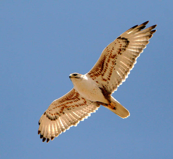 BLM and RINS seek volunteers to monitor raptor nests | Bureau of Land ...