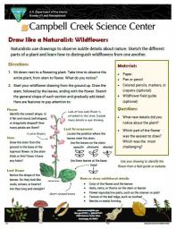 Draw Like a Naturalist - Wildflowers activity