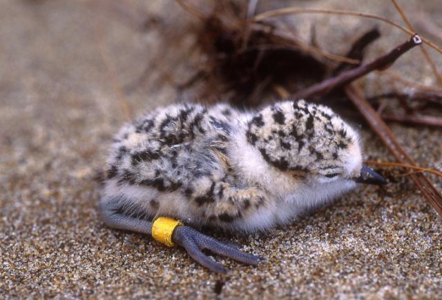 Close up of a snowy plover chick on a beach. BLM Oregon photo.