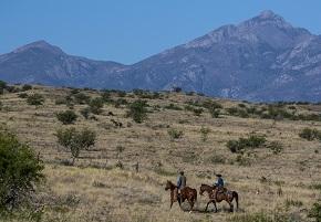 Teo horseback riders riding through sparsely treed grassland.
