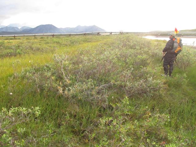 A man in outdoors gear walking through a grassy field with a pipeline elevated above the ground in the distance.