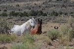 Wild horses on a field. 