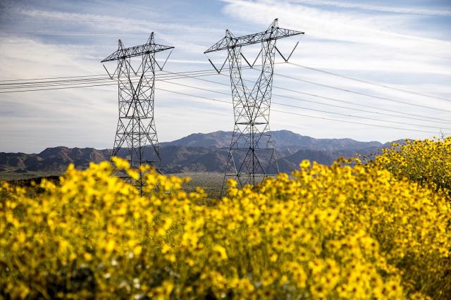 A power transmission line seen among wildflowers in an energy corridor