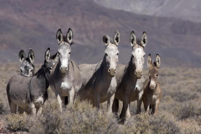 Burros on the range