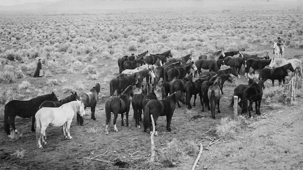 Amado Miranda and unidentified person with horses on the range