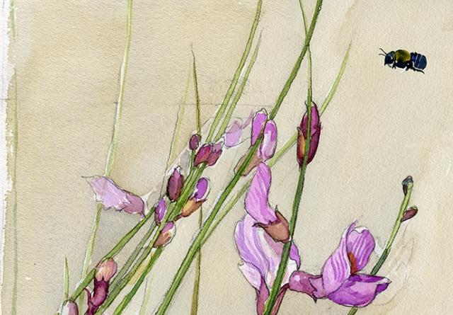 Watercolor painting of Packard's milkvetch with bee hovering nearby