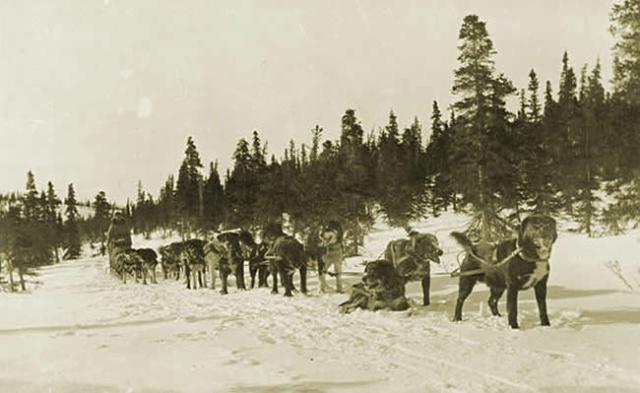 Historic photo of Eric Johnson behind his dog sled pulled by dog team carrying U.S. Mail near Portage, Alaska
