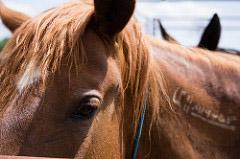 Wild Horse at Lorton, VA adoption
