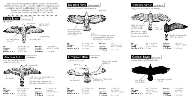 Morley Nelson Snake River Birds of Prey: Raptor Guide