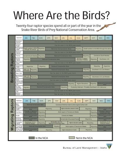 Where are the Birds Infographic