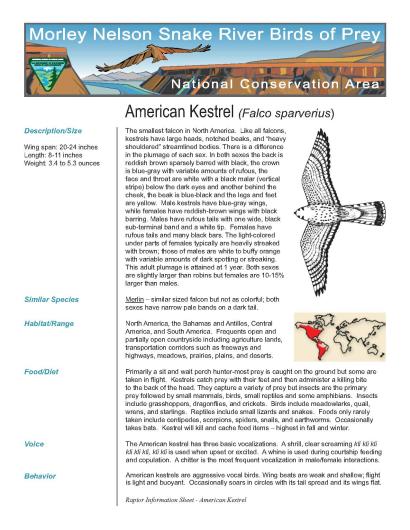 Meet the Raptors of the Morley Nelson Snake River Birds of Prey Fact Sheet