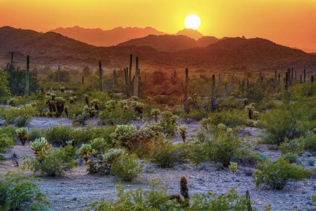 Arizona's Sonoran Desert