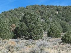 Wide pinyon trees dot cover a hill. BLM Photo.