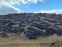 Burned hill in the high desert. Photo by the BLM.