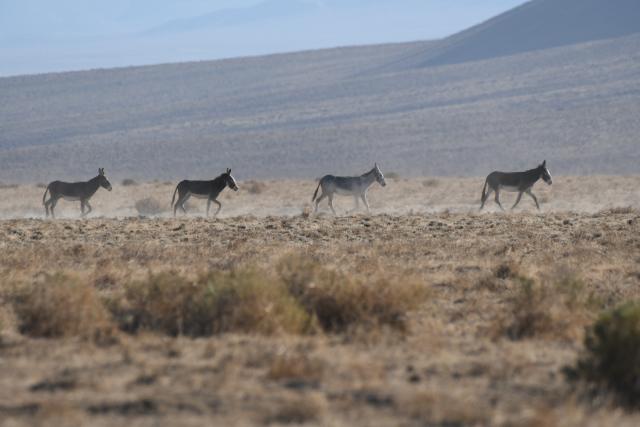 Picture of four wild burros running across open land