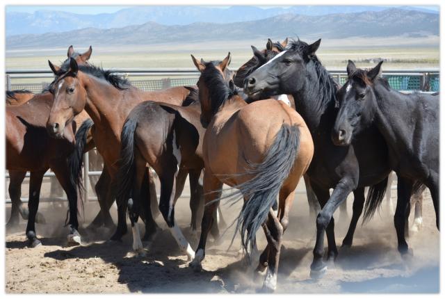 Wild horses gathered in the 2020 Eagle Complex gather are pictured at temporary holding.