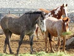 Two horses in a corral. BLM Photo.