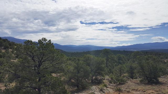 A firewood permit area in Taos, New Mexico.