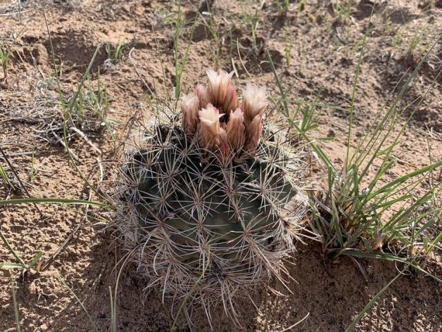 Sclerocactus wrightiae in Utah