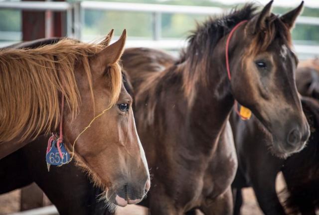 Wild Horses in Ewing Off-Range Corral