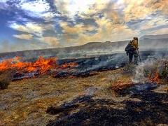 California Desert Interagency Fire Program treating public lands with prescribed fire. Photo by David Carerra, BLM.