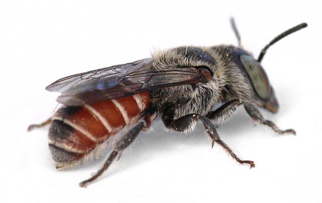 A bee in the genus Ashmeadiella found visiting the gypsum endemic plant, Townsendia gypsophila. Photo by Olivia Messinger Carril.