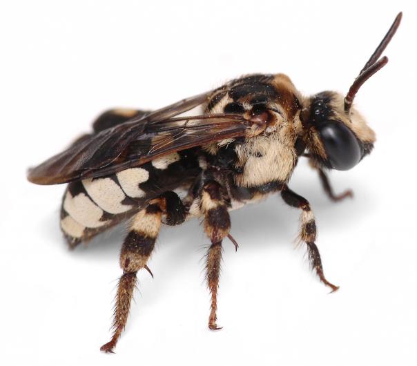 A bee in the genus Ericrosis (likely E. lata), one of the exciting rare bees found during sampling at Rio Grande Del Norte National Monument in Northern New Mexico. Photo by Olivia Messinger Carril.