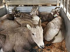 Bighorn Sheep in trailer