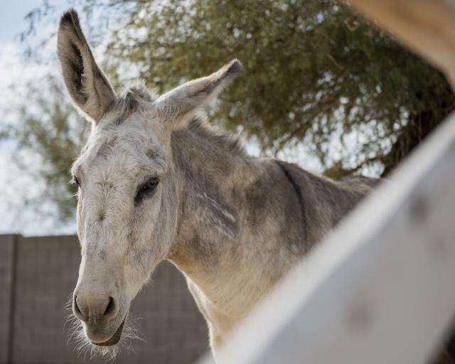 Penny the burro's inquisitive nature