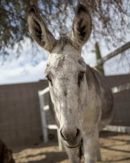 Penny the Burro is curious about the camera