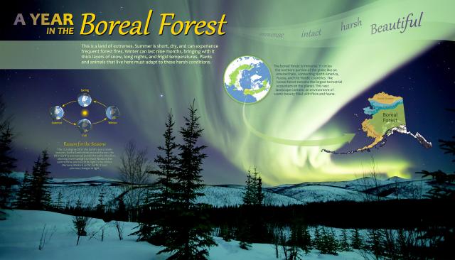 Boreal Forest Winter Wall Mural