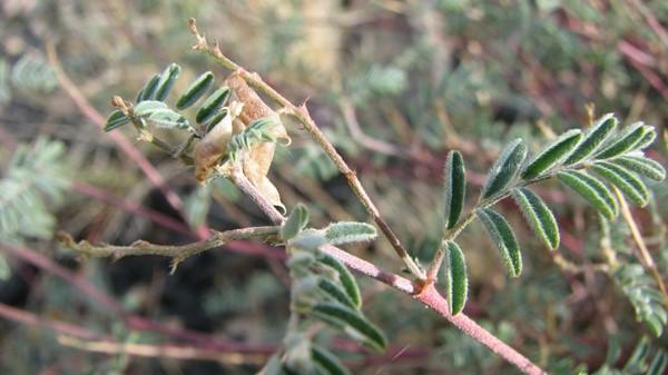 Skiff milkvetch (Astragalus microcymbus), endemic to southwest Colorado