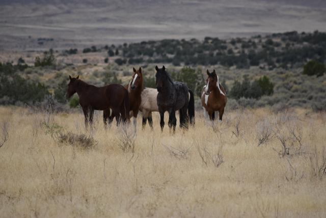 Four horses standing together in a brown grassy field with the range behind them.