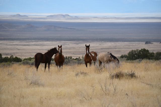 Four horses standing on a brown range. One is eating grass others are looking towards the photographer.