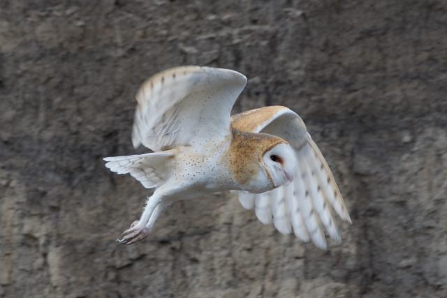 Owl in the Great Basin.