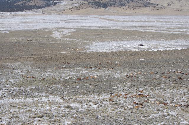 aerial survey photo of wild horses