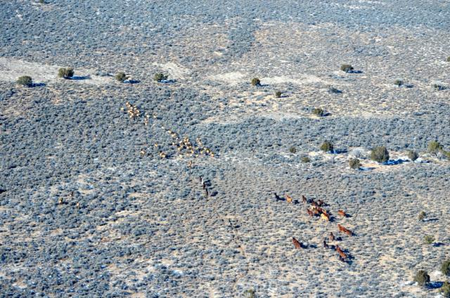 wild horses or elk in this photo?