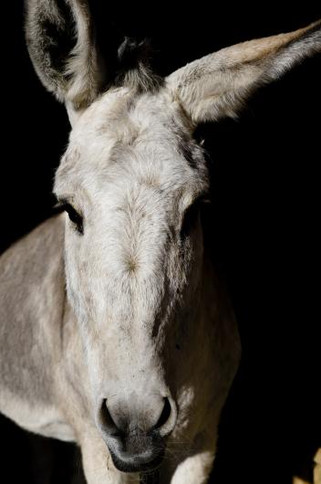 Penny the burro expression