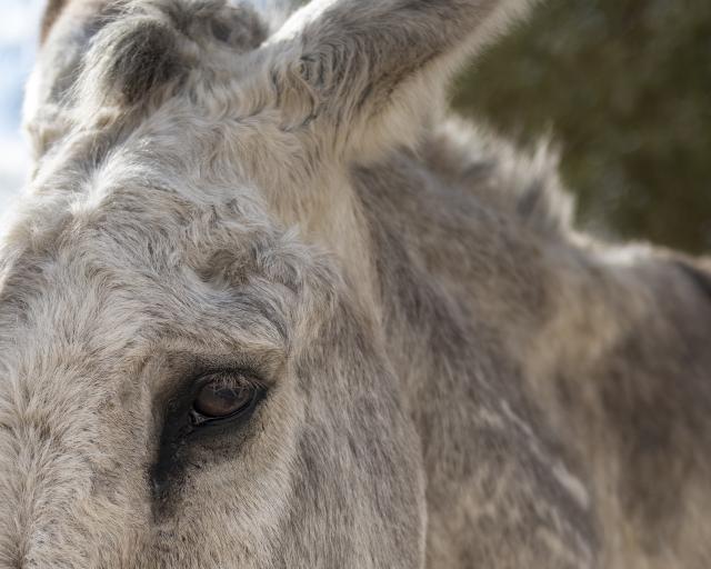a wise burro eye