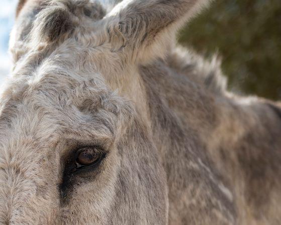 A burro's wise eye