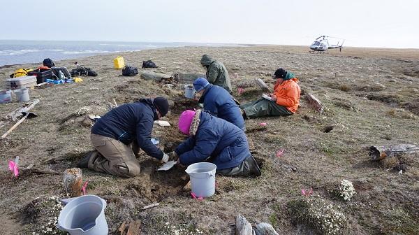 A group of people work to excavate a historic Inupiaq home site along the arctic coast