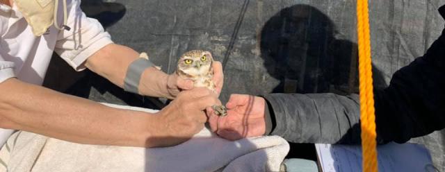 two people hold a burrowing owl